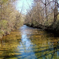 Davidson River
